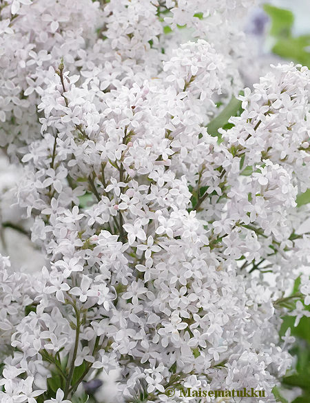 Syringa meyeri 'Flowerfesta White', pallopikkusyreeni